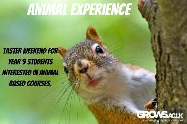 Animal Experience 2025